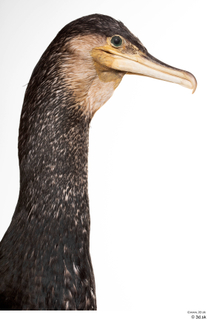 Double-crested cormorant Phalacrocorax auritus head neck 0005.jpg